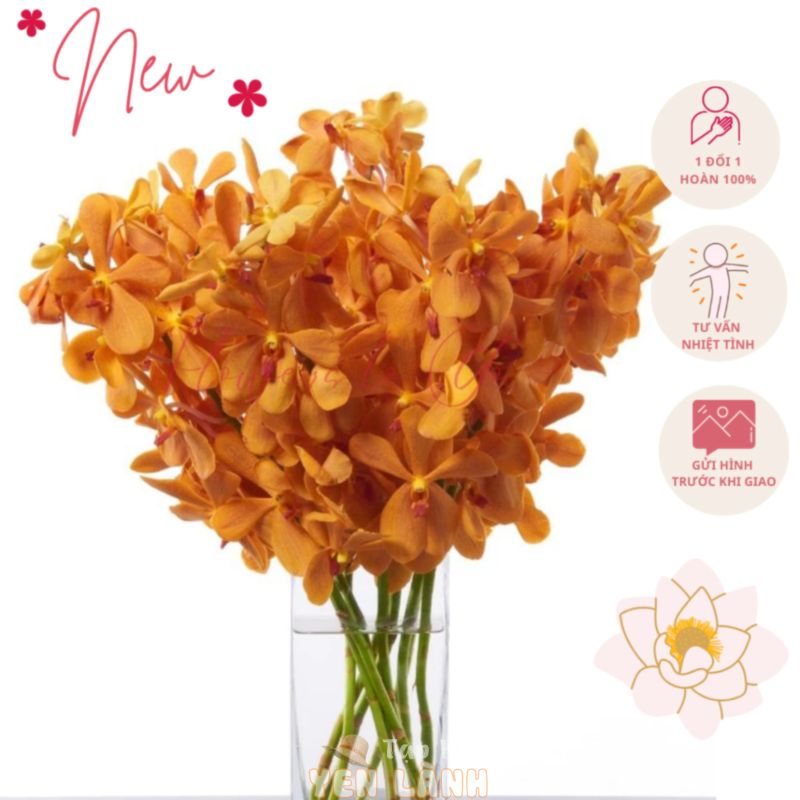 Hoa lan mokara vàng hoa thật thơm nhẹ 10cành/bó dùng cắm hoa trang trí nhà cửa văn phòng bàn làm việc flowerstogo decor